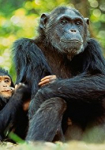 The New Chimpanzees